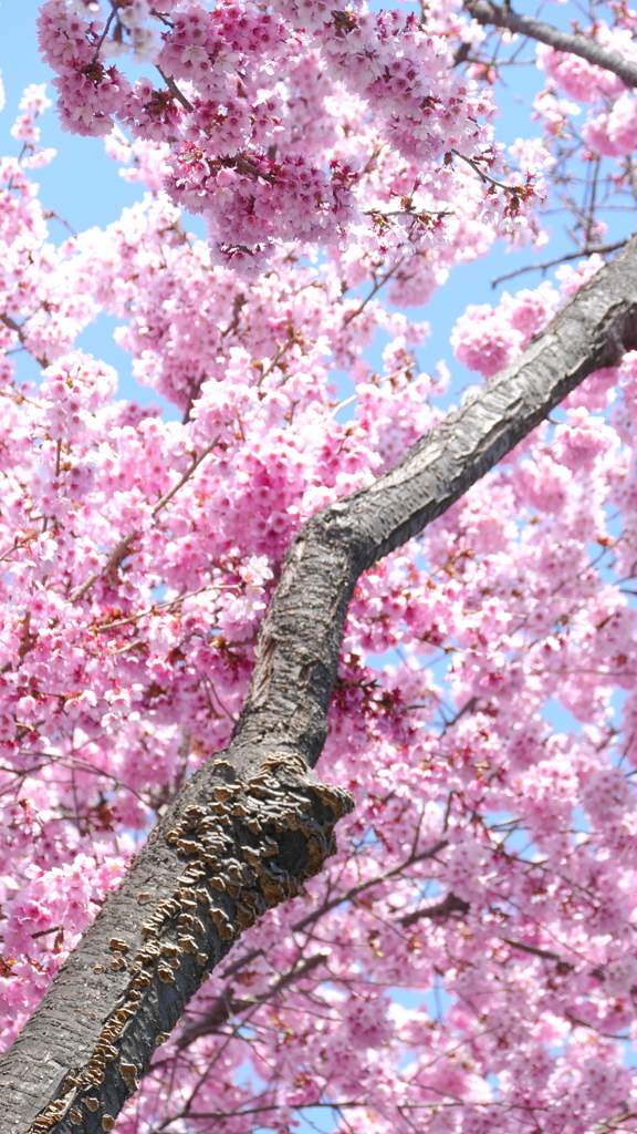 オオカンザクラの種類見納め