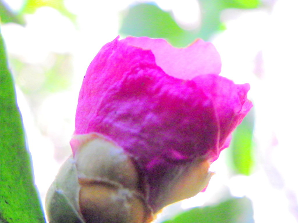 今年は咲かないと思ったら乙女山茶花