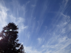尾久の原公園の沼杉ラクウショウと巻雲かぎ状雲