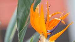 千住旧日光のすとれりちあ