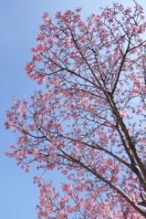 南千住の街路の陽光桜