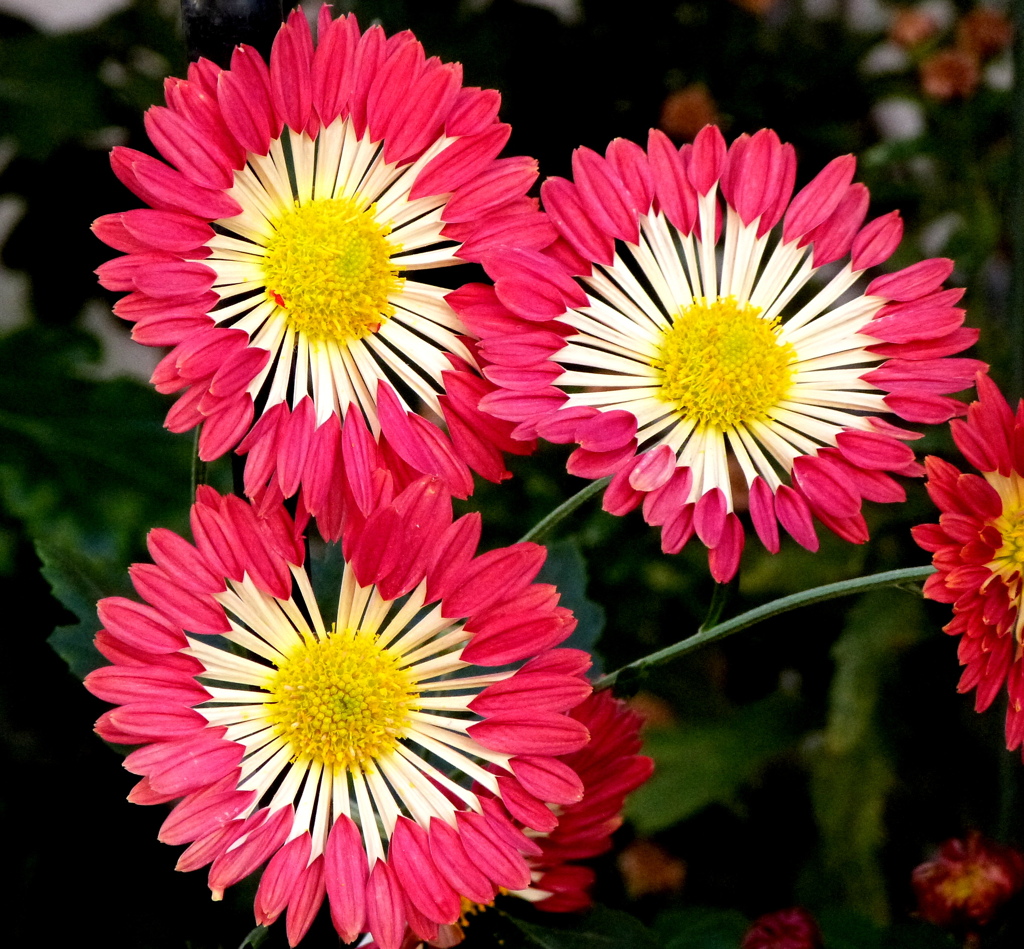 変わり咲スプレーマム