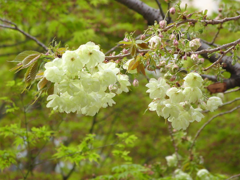 上野の鬱金桜