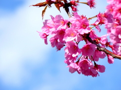 汐入公園の真っ赤になった陽光桜