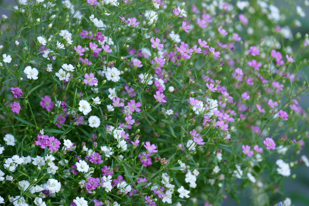 紅白のカスミソウ