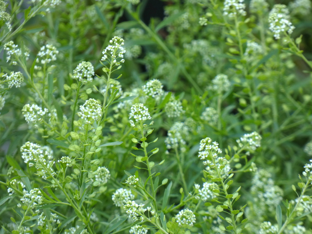 ぺんぺん草に似ているが種のさやが相撲の軍配に似ている