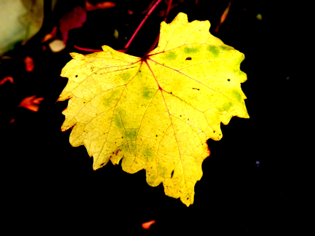 ブドウの葉のコラージュ