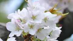 山桜大島桜或は染井吉野など交雑した変種