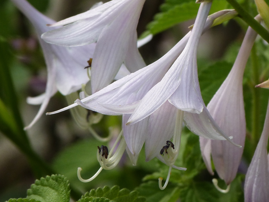 熊本のギボウシ