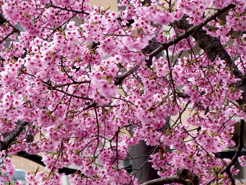これは、皇居周りの帰りに撮った上野恩賜のオオカンザクラ
