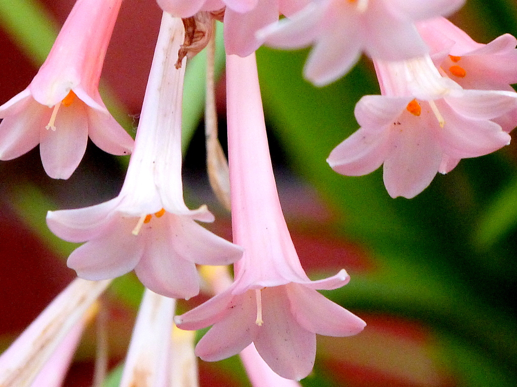 開花したキルタンサス