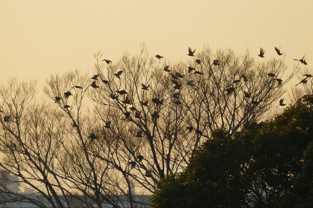 河原の椋木の椋鳥