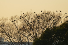 河原の椋木の椋鳥