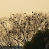 河原の椋木の椋鳥