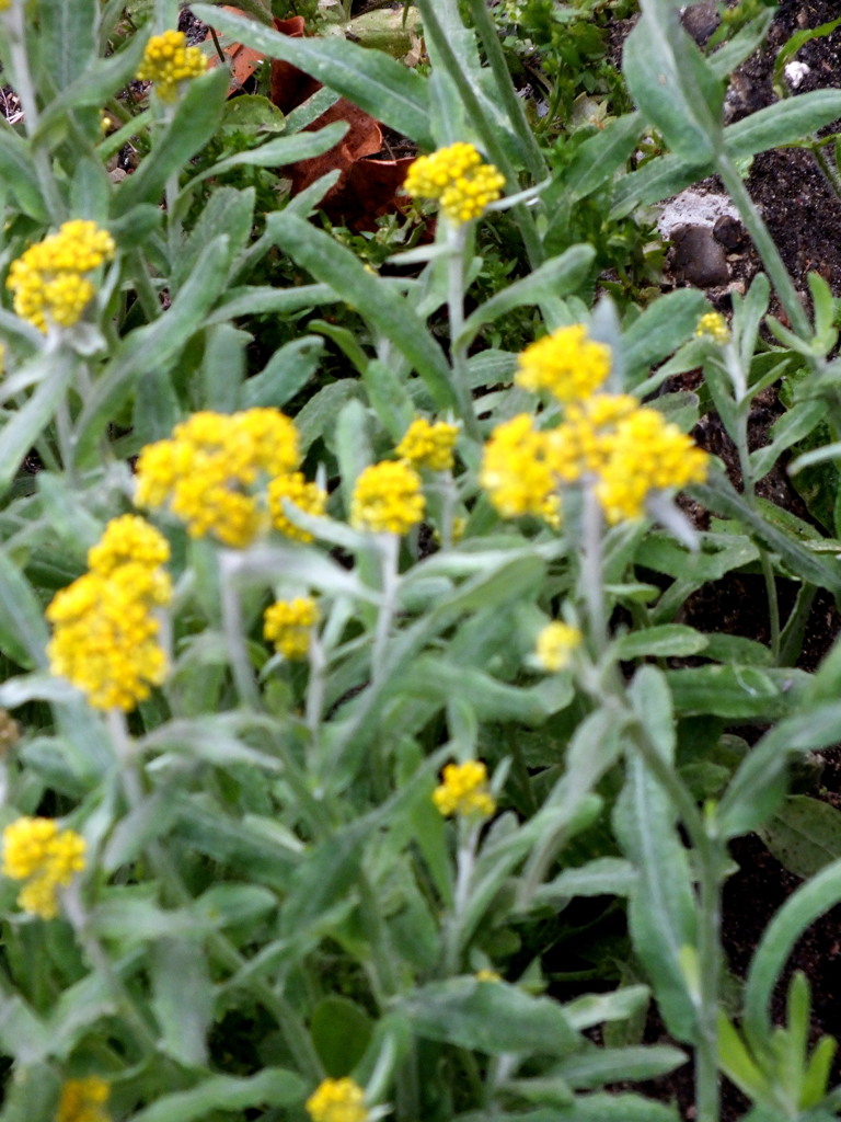 道端のハハコグサ