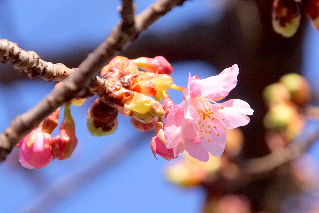 荒川区役所の公園の一輪の河津桜