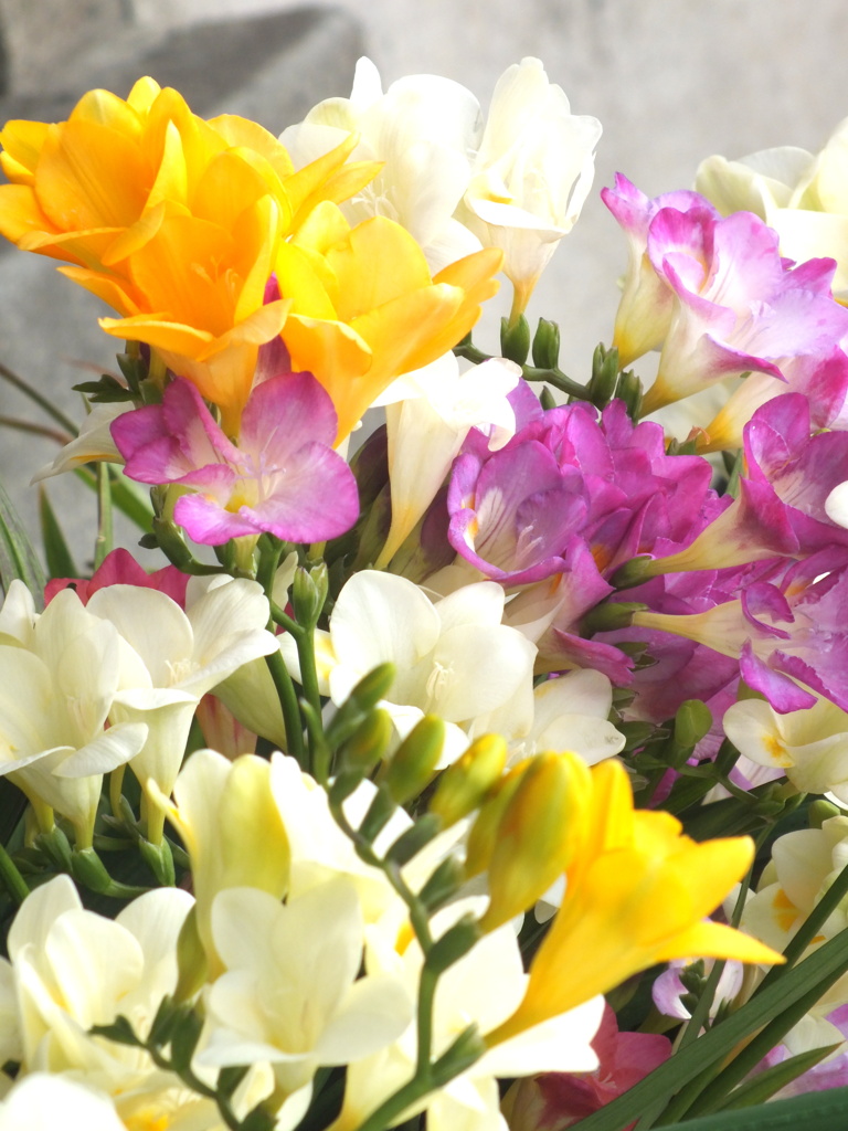 千住のフリージア3色