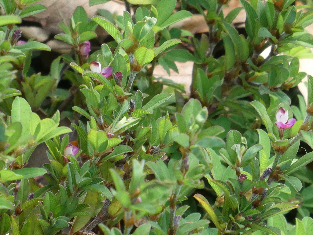 呉の沿道のヤハズソウ