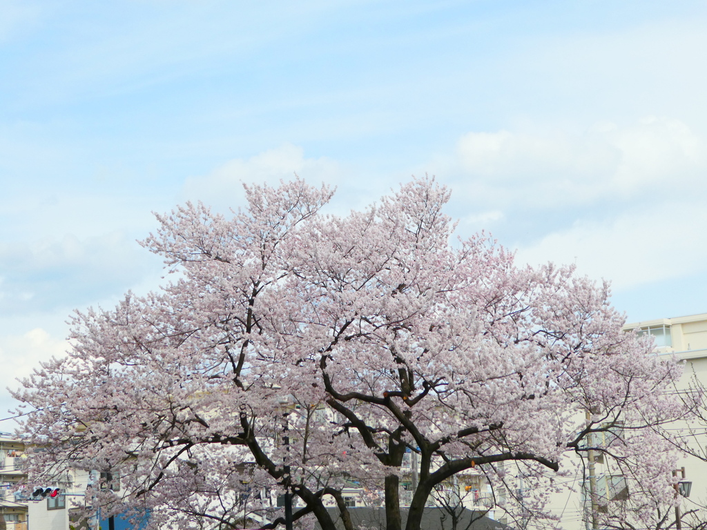 足立区の桜木に咲いてる、満開の染井吉野