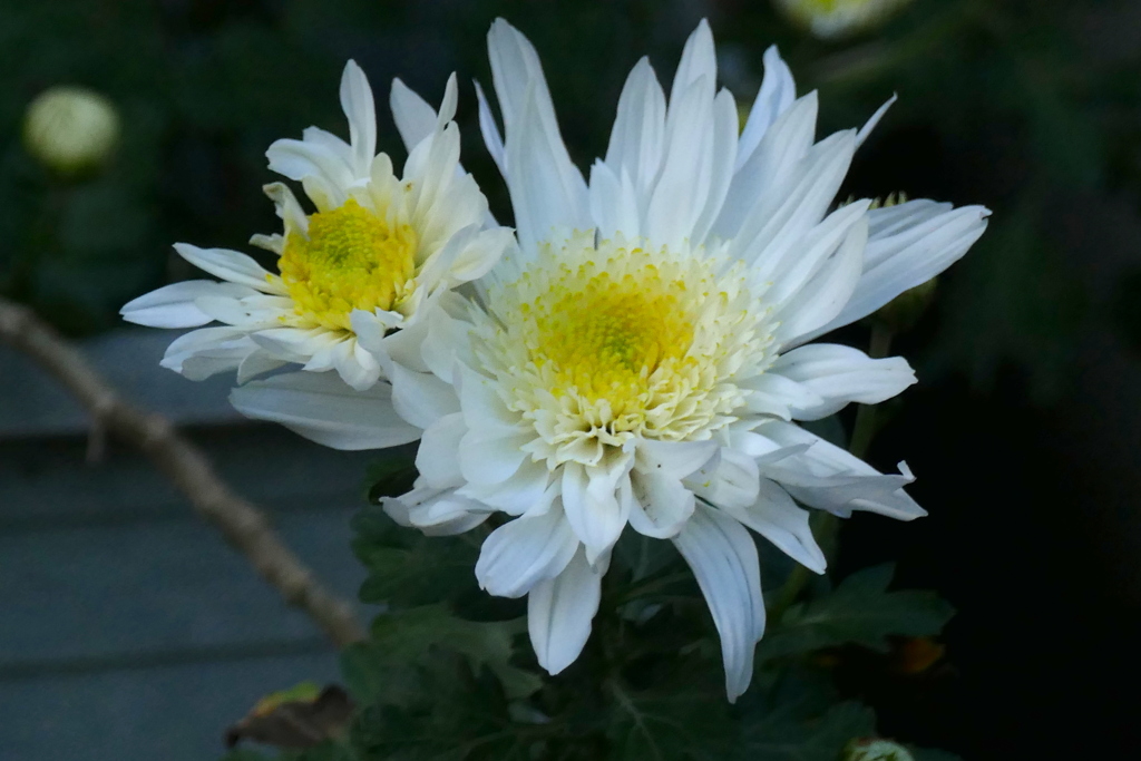 白いスプレーマム