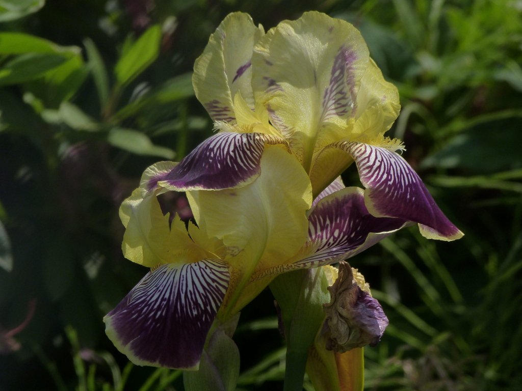 ジャーマンアイリス