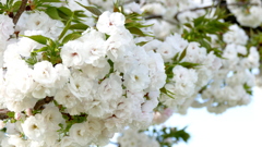荒川堤の里ザクラの雨宿満開