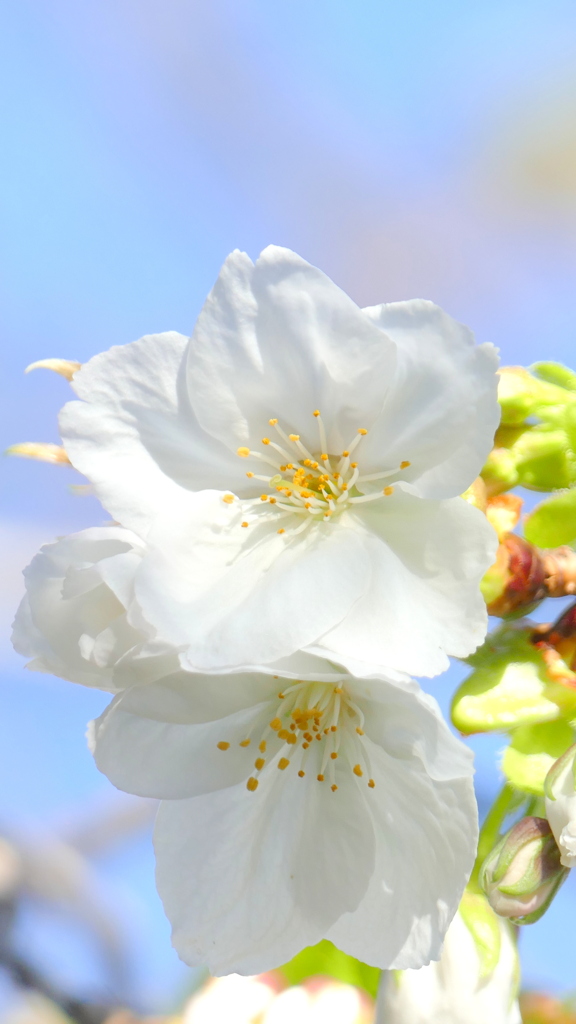 里ザクラの千里香