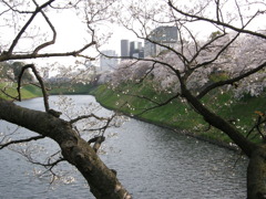 皇居の内堀の桜