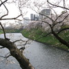 皇居の内堀の桜