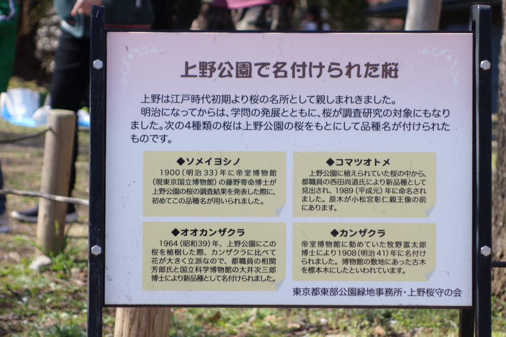 上野でなずけられた桜の名前