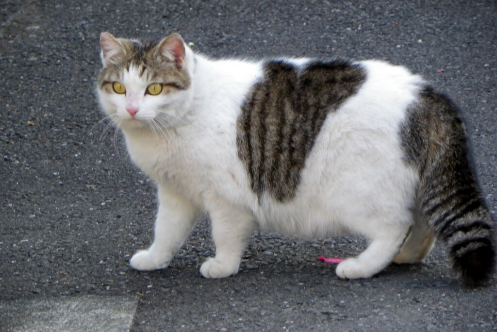 千住の公園の丸い猫