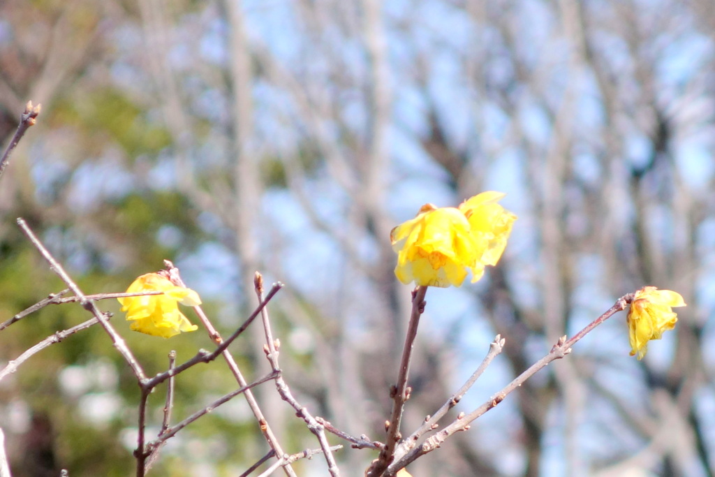 荒川自然公園のソシンロウバイ