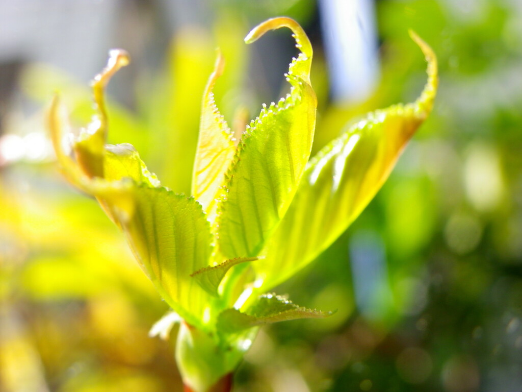新登録原種系の熊野桜の新芽