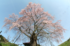 三春上石の不動桜