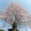 三春上石の不動桜