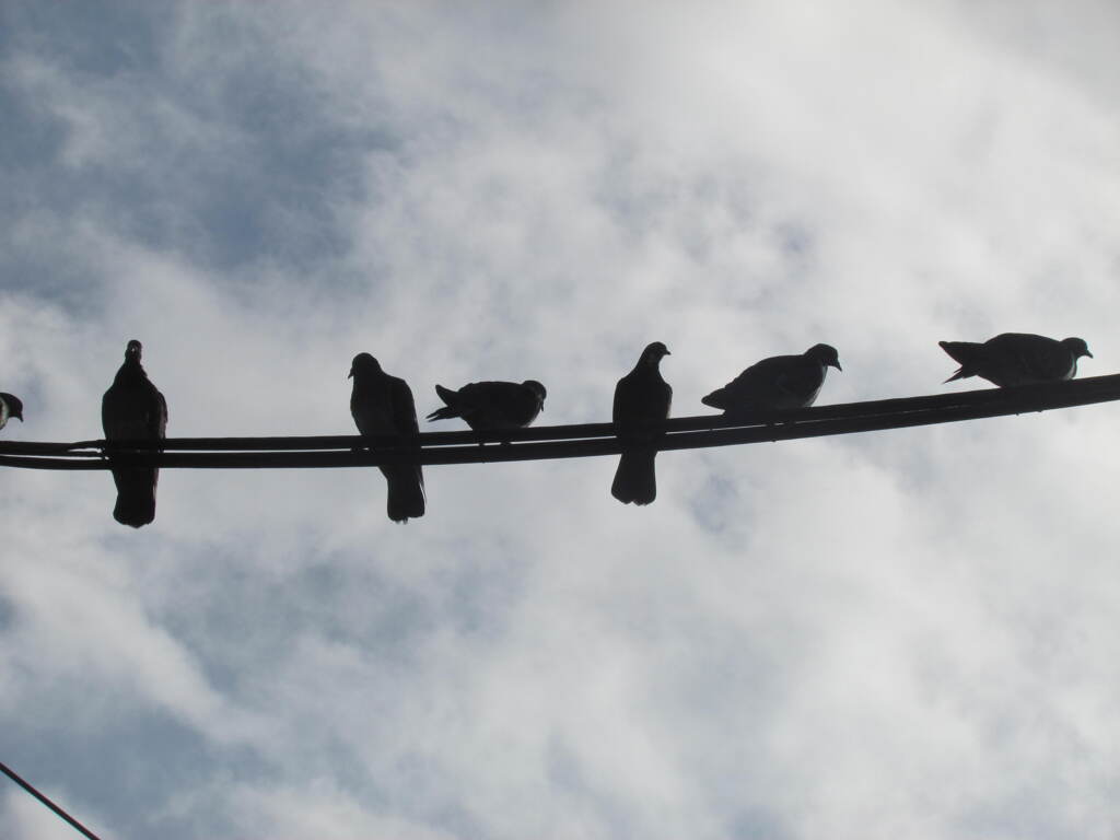 あら’鳩の電線騒ぎ