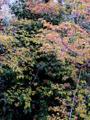 犬山城の入り口の途中には葉桜の下に真っ赤な山椿が咲いていた。