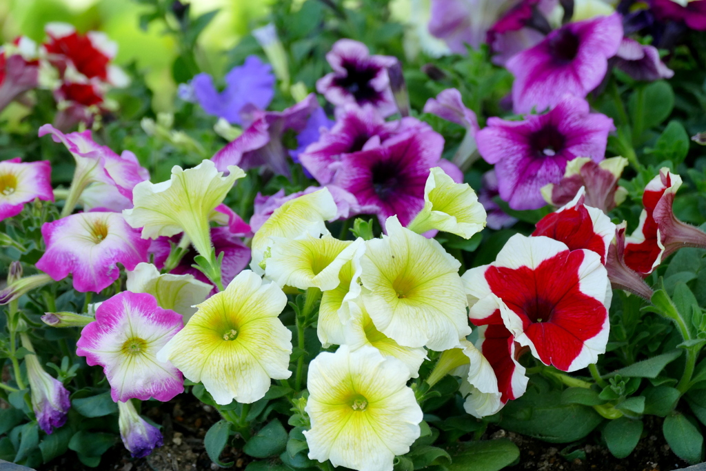 町屋のマンション前のバス停テラスのペチュニア各色