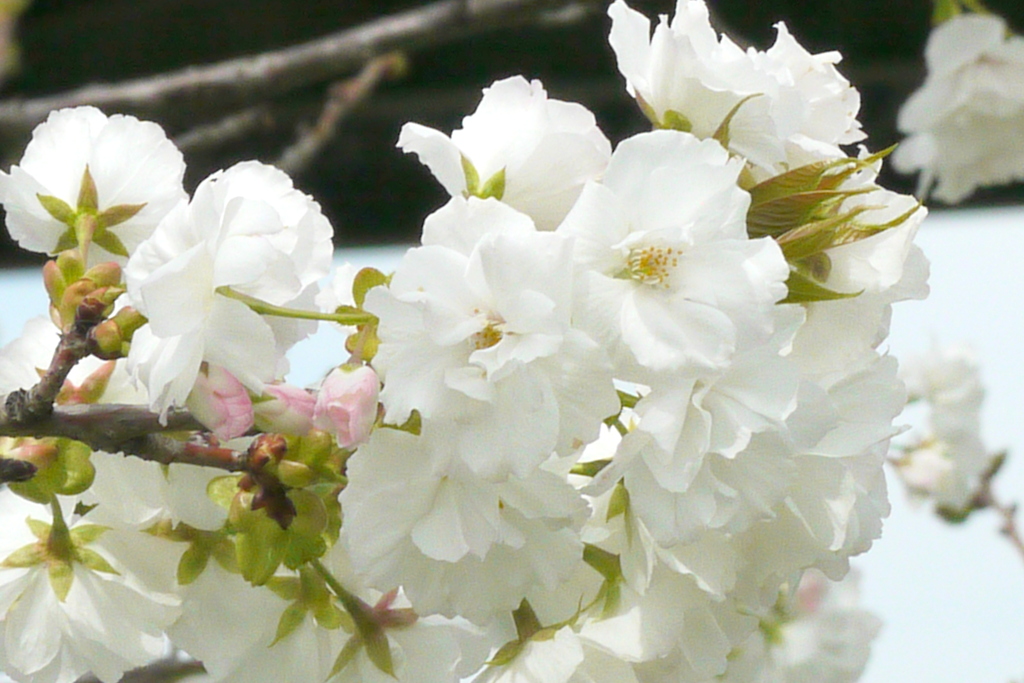 荒川土手高速下のつぼみがピンクの白妙桜