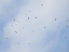 隅田川の上空に鳥の群れ