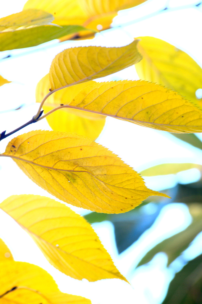 おおしまざくらのは