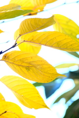 おおしまざくらのは