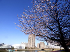 南千住隅田川土手から汐入大橋を見るオオカンザクラ