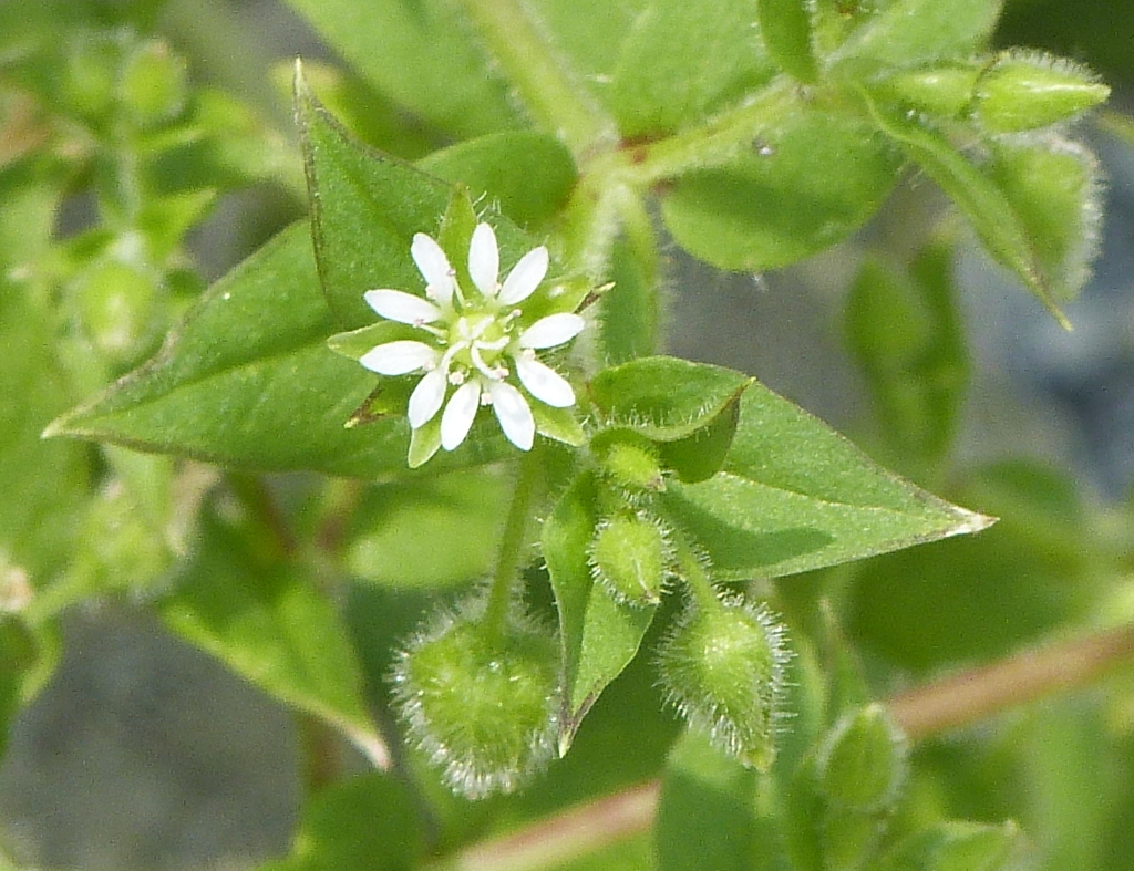 月隈公園近くにハコベ