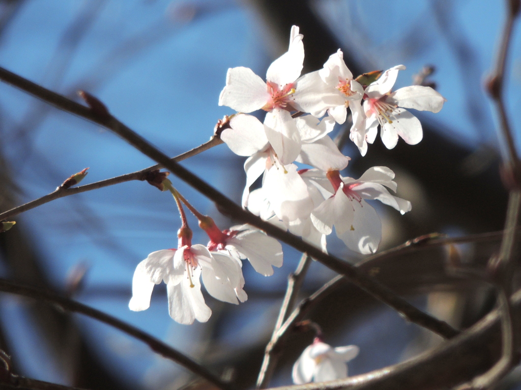 西新井傍の栗原団地の小彼岸桜