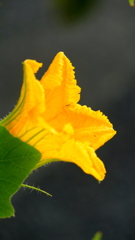 栗カボチャの花の色