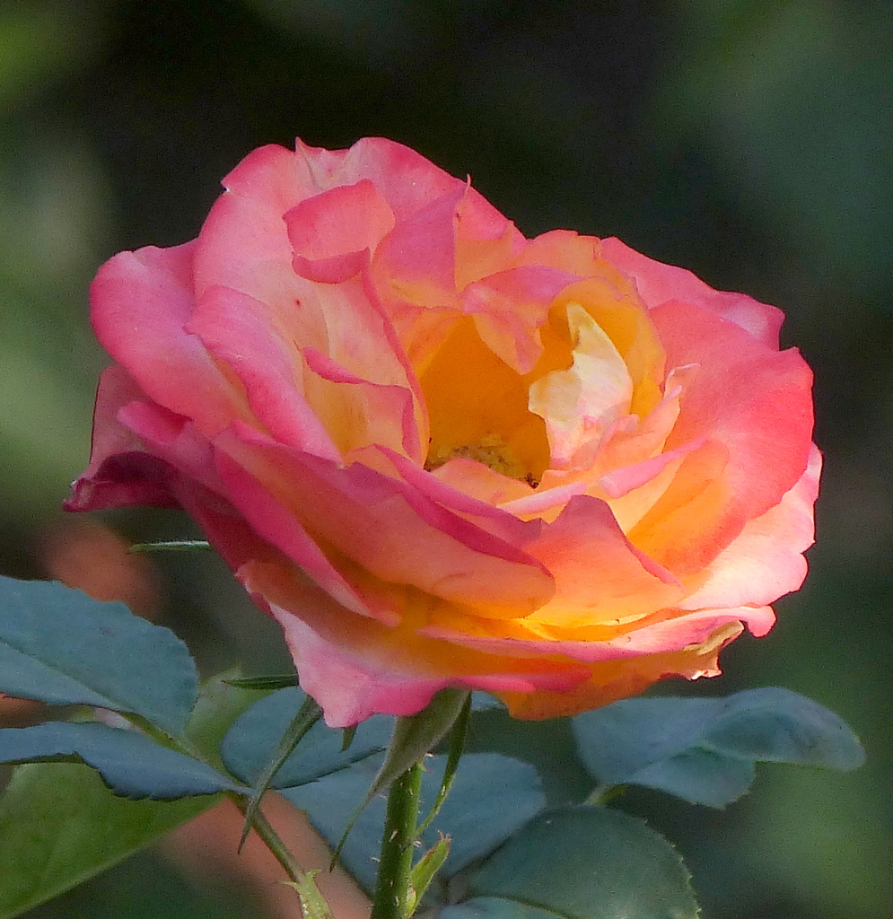 薔薇・アブダカタブラ