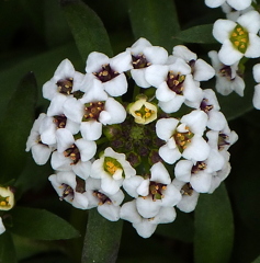 金色に光るスイートアリッサムの蕊