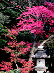 六義園の楓と石灯籠