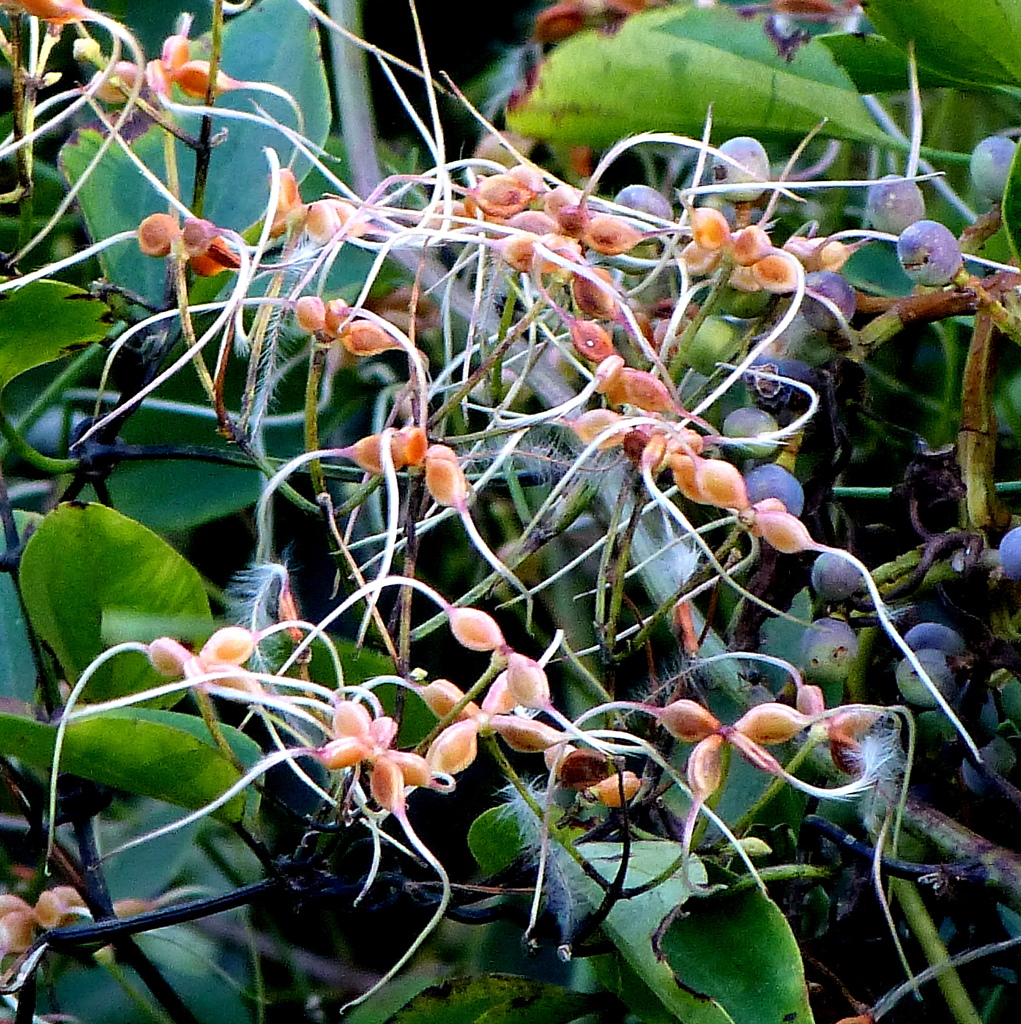 何でしょうか？・・ネナシカズラのいくつかの種類かも